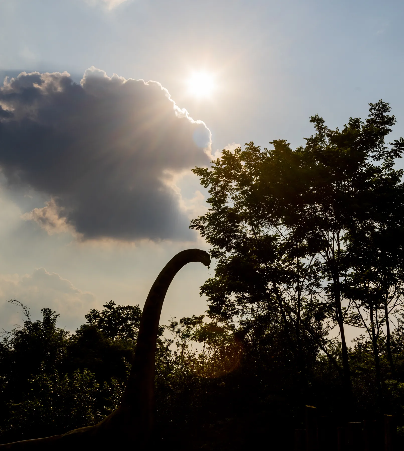 Controluce del sole tra gli alberi